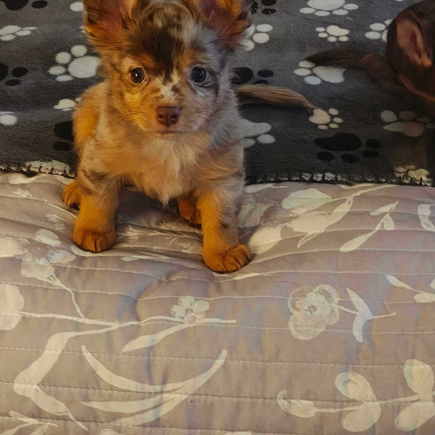 Mz Stevie joined the competition — help win amazing prizes! animal, bed, blanket, companion, cozy, cute, dog, domestic, ears, floral_pattern, front_paws, fur, indoor, looking, paw_print, pet, puppy, resting, small, young