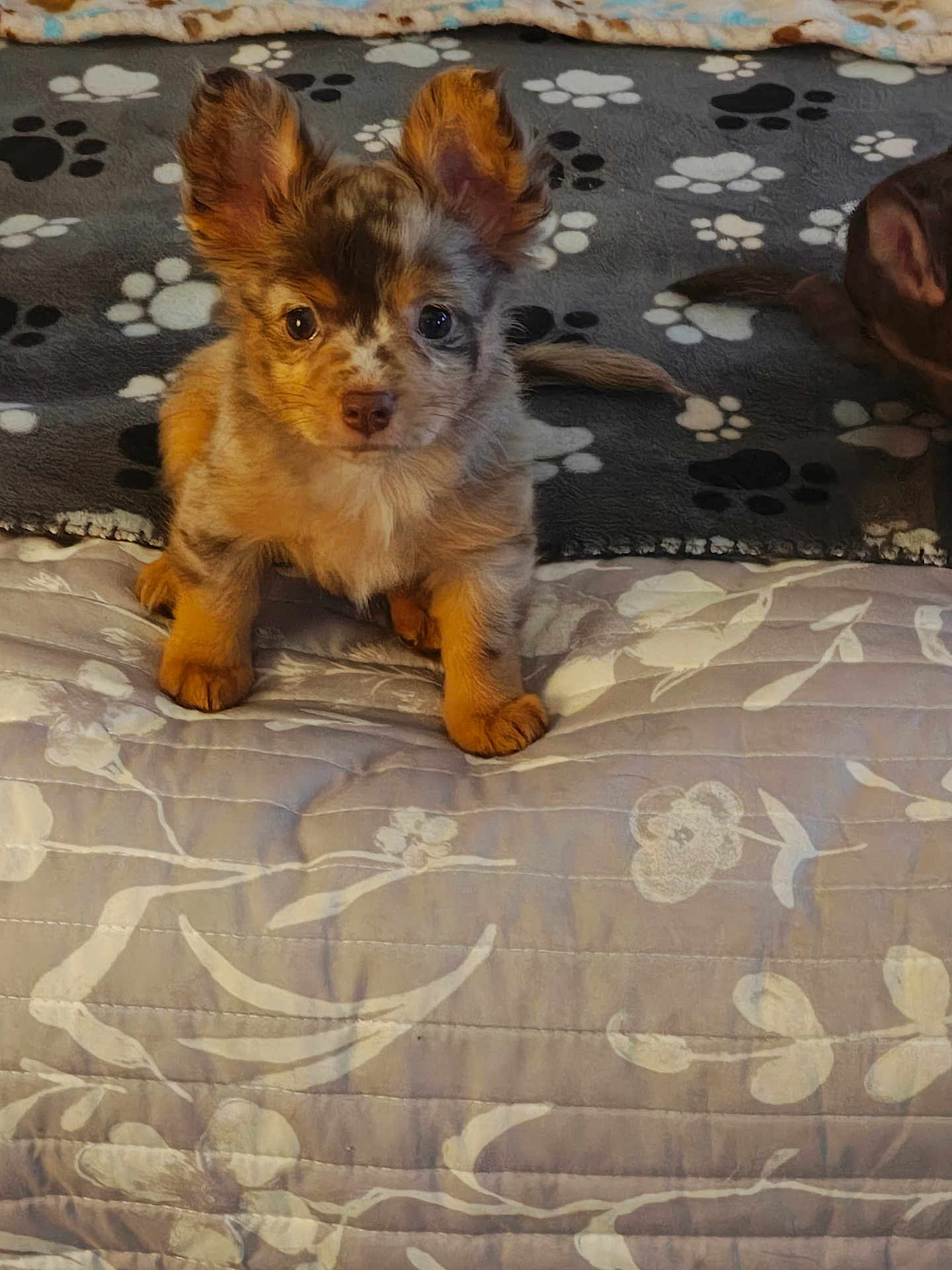 Mz Stevie joined the competition — help win amazing prizes! animal, bed, blanket, companion, cozy, cute, dog, domestic, ears, floral_pattern, front_paws, fur, indoor, looking, paw_print, pet, puppy, resting, small, young