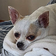Pilou a rejoint le concours — aidez-le/la à gagner de superbes lots ! dog, chihuahua, small_dog, white_fur, tan_markings, pointed_ears, brown_eyes, black_nose, sleepy, cozy, blanket, wrapped_up, close_up, portrait, indoors, bed, resting, cute, pet, animal