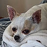 dog, chihuahua, small_dog, white_fur, tan_markings, pointed_ears, brown_eyes, black_nose, sleepy, cozy, blanket, wrapped_up, close_up, portrait, indoors, bed, resting, cute, pet, animal