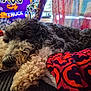 blanket, close_up, colorful, comfort, cozy, curly_fur, dog, fabric, fur, indoor, orange, patterned, paw, pet, purple, red, resting, sleeping, snout, soft