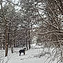 Atlas is registered to the contest to win money with this photo: animal, branches, canine, cold, daylight, dog, footprints, forest, fur, landscape, nature, outdoor, path, quiet, scenery, snow, snowy, trees, winter, woods