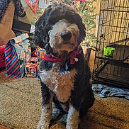 Atlas joined the competition — help win amazing prizes! animal, bandana, black_and_white, carpet, christmas_tree, cozy, crate, decorations, dog, festive, floor, fur, holiday, home, indoor, living_room, pet, presents, red, sitting