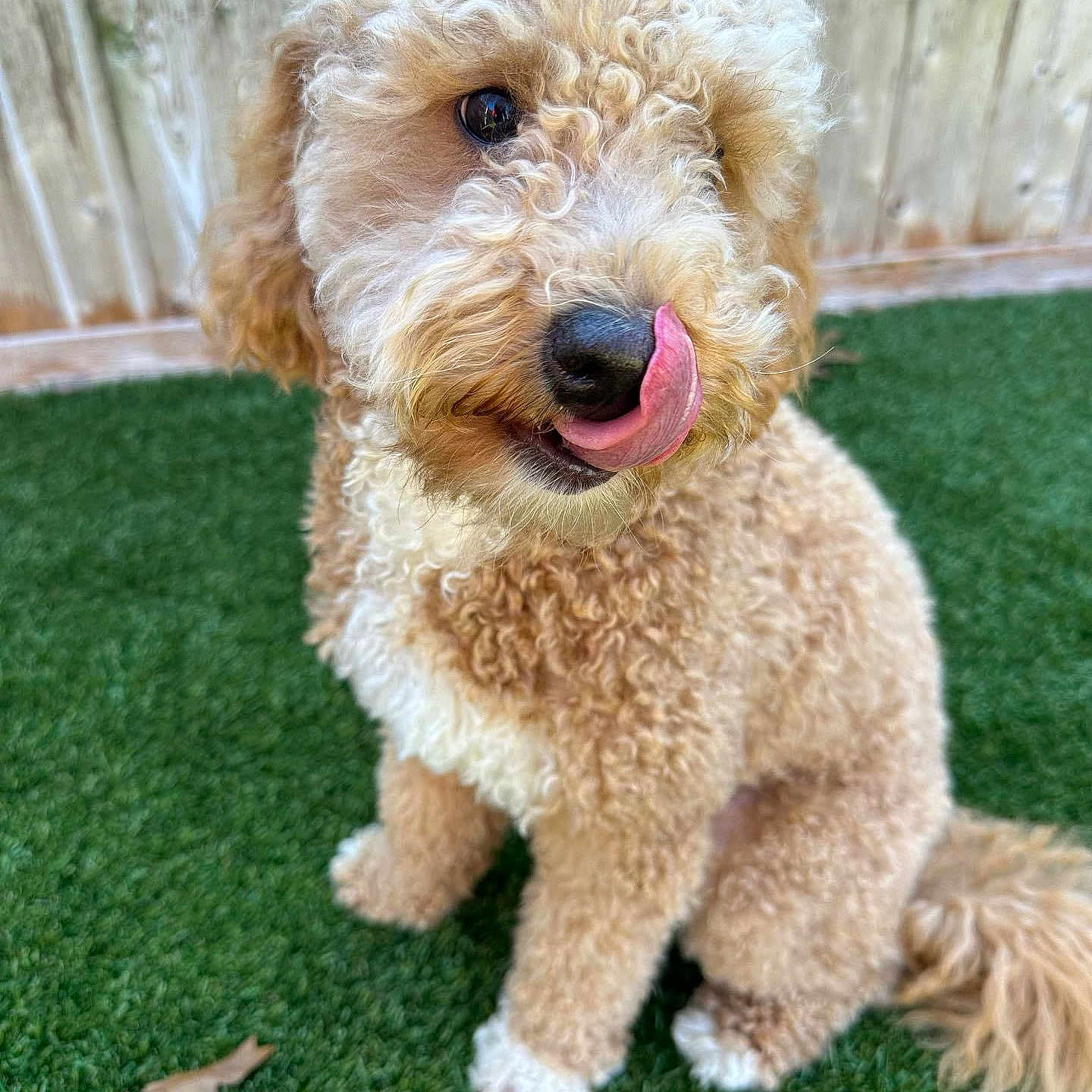 Maxwell is registered to the contest to win money with this photo: animal, ball, bodypart, canine, dog, football, grass, lawn, mouth, person, pet, plant, poodle, puppy, soccer, sport, tennis, tennisball, terrier, whitedog