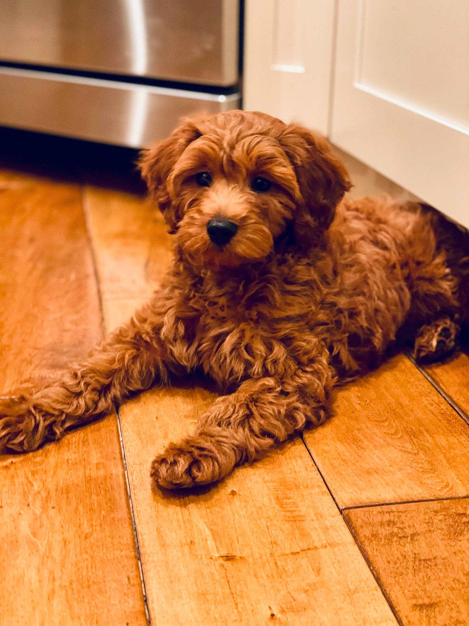 Spencer joined the competition — help win amazing prizes! canidae, carnivore, chair, companion_dog, dog, dog_breed, flooring, fur, hardwood, liver, maltepoo, small_terrier, snout, sporting_group, terrestrial_animal, terrier, toy_dog, water_dog, wood, working_animal
