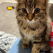 Sky a rejoint le concours — aidez-le/la à gagner de superbes lots ! adorable, animal, cat, closeup, curious, cute, domestic_cat, fur, furry, indoor, jeans, kitten, leg, pet, portrait, sitting, soft, tabby, whiskers, young