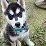 puppy, dog, husky, black_and_white, blue_collar, leash, grass, stone_path, ears, cute, pet, young_dog, outdoor, nature, animal, fur, sitting, curious, close_up, backyard