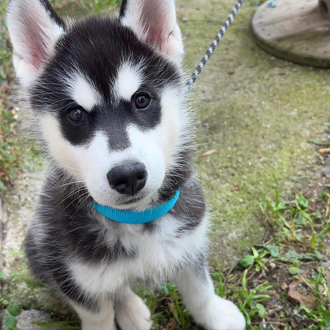 Arrow participe au concours pour gagner de l'argent avec cette photo : animal, backyard, black_and_white, blue_collar, close_up, curious, cute, dog, ears, fur, grass, husky, leash, nature, outdoor, pet, puppy, sitting, stone_path, young_dog