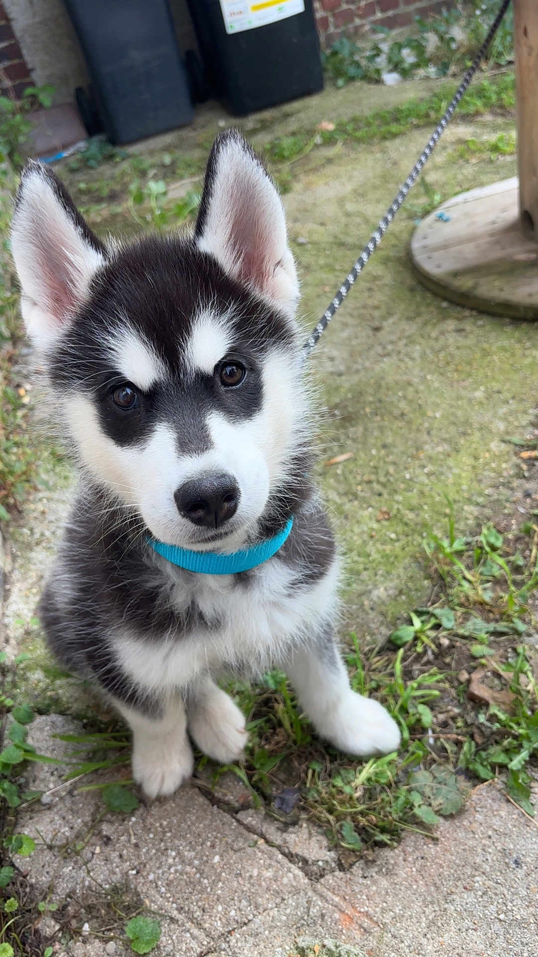Arrow participe au concours pour gagner de l'argent avec cette photo : puppy, dog, husky, black_and_white, blue_collar, leash, grass, stone_path, ears, cute, pet, young_dog, outdoor, nature, animal, fur, sitting, curious, close_up, backyard