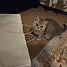 Remmi is registered to the contest to win money with this photo: kitten, cat, gray_cat, carpet, white_bag, indoor, pet, cute, fur, small, animal, curious, floor, domestic_cat, playful, young_cat, looking_up, whiskers, tail, cozy