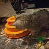 Remmi joined the competition — help win amazing prizes! kitten, cat, toy, orange, carpet, feather, indoor, pet, curious, furniture, shelf, book, home, animal, play, floor, furry, small, cute, striped
