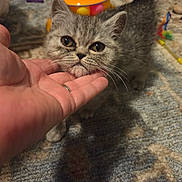Remmi is registered to the contest to win money with this photo: kitten, cat, hand, pet, animal, indoor, carpet, toy, gray, cute, feline, whiskers, young, domestic, playful, closeup, affection, friendly, home, curious