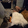 blanket, brown_dog, carpet, casual, cat, curious, dog, door, floor, furniture, glasses, home, indoor, kitten, lounge, orange_toy, person, relaxed, toy, white_black_dog