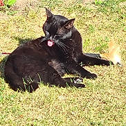 Berlingo participe au concours pour gagner de l'argent avec cette photo : black_cat, cat, animal, pet, grass, sunlight, outdoor, tongue_out, relaxed, leaf, nature, feline, mammal, whiskers, ears, daylight, closeup, lying_down, cute, sunny