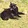 black_cat, cat, animal, pet, grass, sunlight, outdoor, tongue_out, relaxed, leaf, nature, feline, mammal, whiskers, ears, daylight, closeup, lying_down, cute, sunny