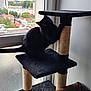 Berlingo a rejoint le concours — aidez-le/la à gagner de superbes lots ! cat, black_cat, cat_tree, window, indoor, furniture, urban_view, building, apartment, pet, animal, curious, perched, scratching_post, cozy, home, daylight, cityscape, domestic_cat, looking