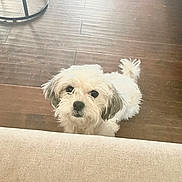 Princessa is registered to the contest to win money with this photo: animal, companion, couch, curious, cute, dog, domestic, floor, fluffy, furniture, household, indoor, looking_up, pet, portrait, small_dog, standing, table_base, white_dog, wooden_floor