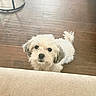 animal, companion, couch, curious, cute, dog, domestic, floor, fluffy, furniture, household, indoor, looking_up, pet, portrait, small_dog, standing, table_base, white_dog, wooden_floor