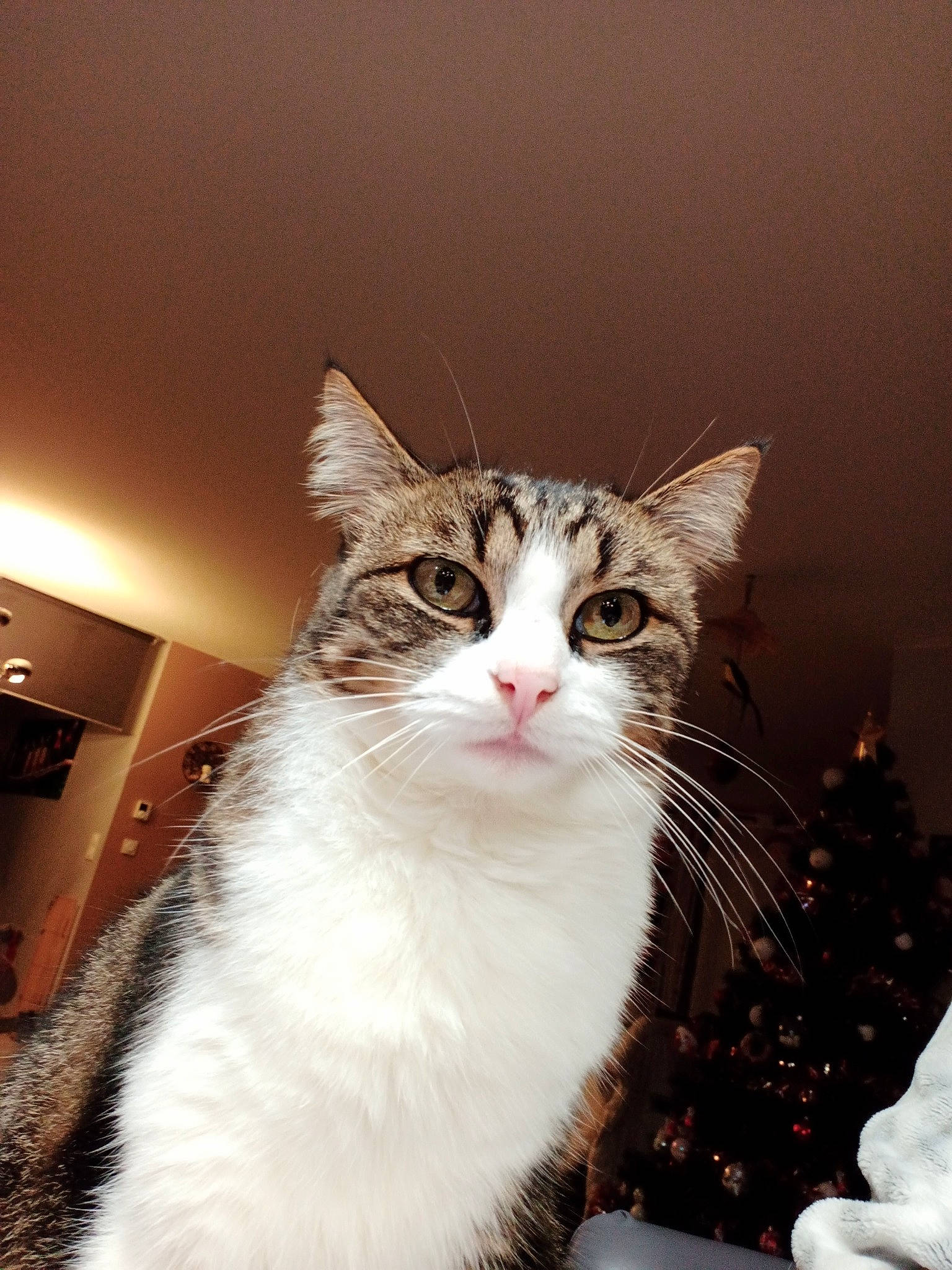 Lilly a rejoint le concours — aidez-le/la à gagner de superbes lots ! carnivore, cat, christmas_tree, conifer, domestic_short_haired_cat, event, felidae, fur, ornament, plant, small_to_medium_sized_cats, snout, tail, tree, whiskers, window