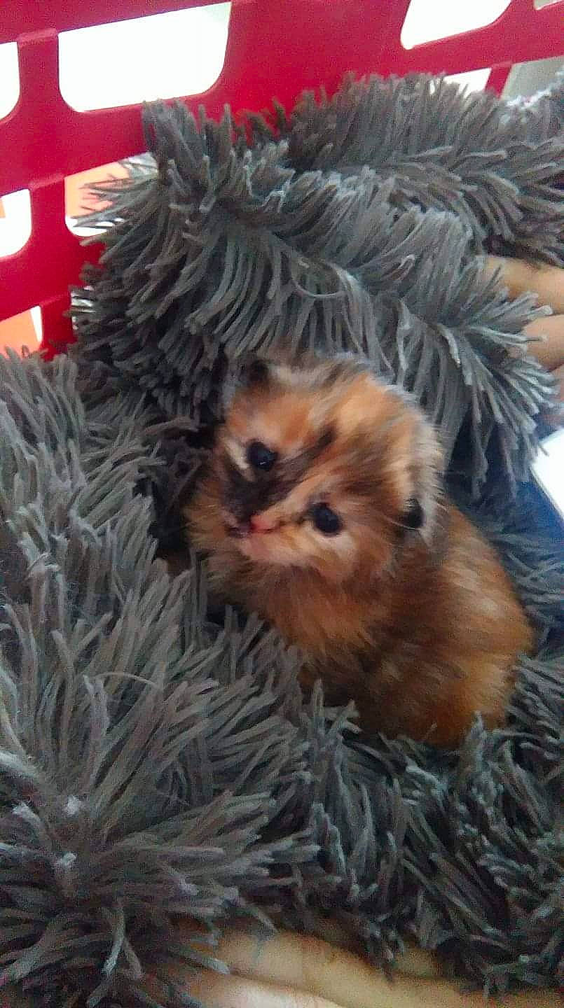 Nala participe au concours pour gagner de l'argent avec cette photo : carnivore, chicken, companion_dog, dog_breed, event, fawn, feather, felidae, fur, grass, organism, plant, pomeranian, poultry, snout, spitz, tail, toy, toy_dog, whiskers