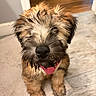 adorable, animal, black_nose, brown_fur, close_up, cute, dog, floor, fur, indoor, looking_up, pet, playful, puppy, scruffy, small_dog, tile_floor, tongue, wet_nose, young_dog