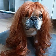 Noisette participe au concours pour gagner de l'argent avec cette photo : animal, bulldog, canine, clothing, cockerspaniel, dog, face, hair, hardwood, head, hound, orangutan, person, pet, photography, portrait, puppy, snout, wig, wood