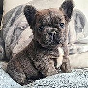 Bérénice participe au concours pour gagner de l'argent avec cette photo : adorable, animal, blanket, brown_fur, closeup, cozy, cushion, cute, dog, domestic_animal, french_bulldog, fur, indoor, pet, portrait, puppy, sitting, sofa, white_patch, young