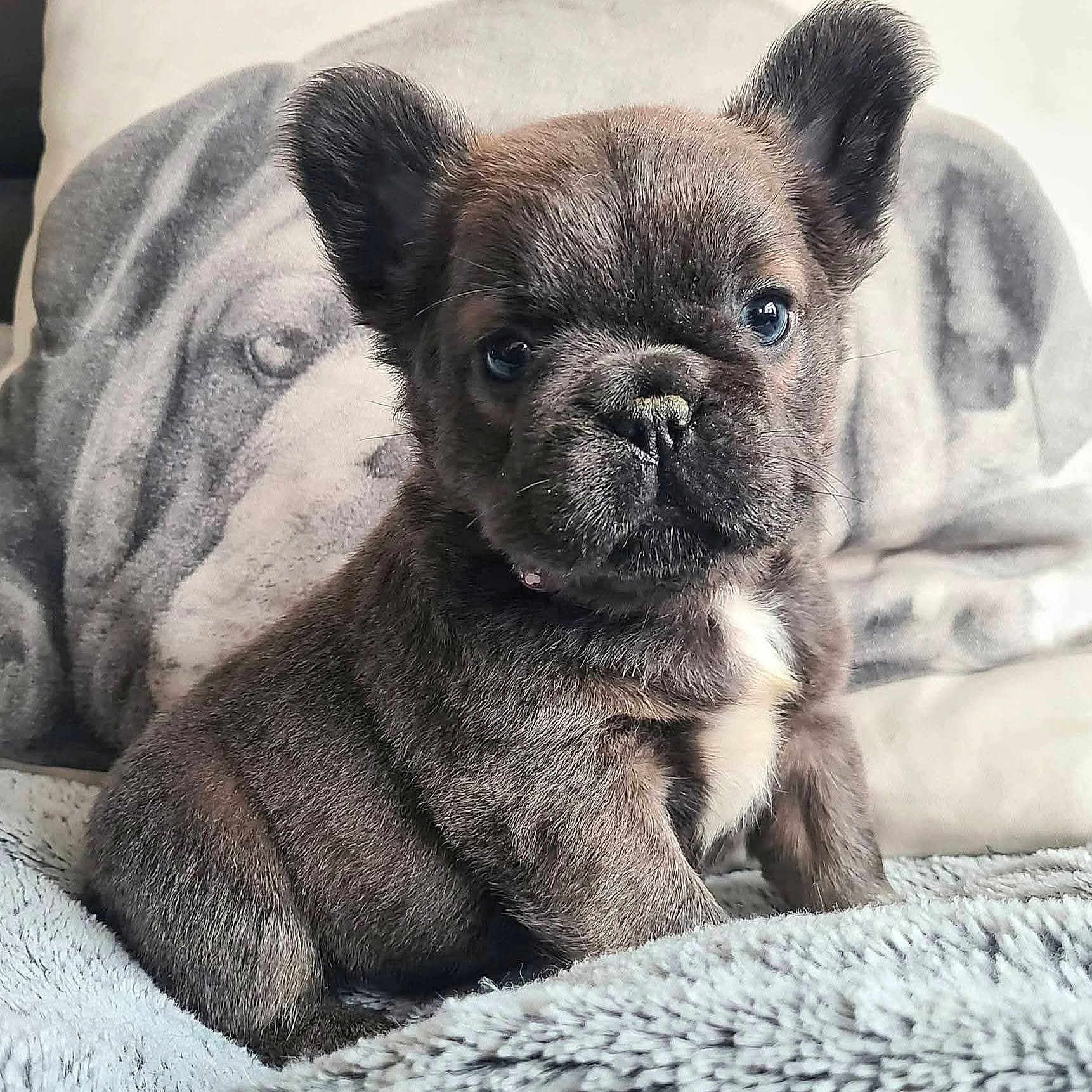 Bérénice participe au concours pour gagner de l'argent avec cette photo : adorable, animal, blanket, brown_fur, closeup, cozy, cushion, cute, dog, domestic_animal, french_bulldog, fur, indoor, pet, portrait, puppy, sitting, sofa, white_patch, young