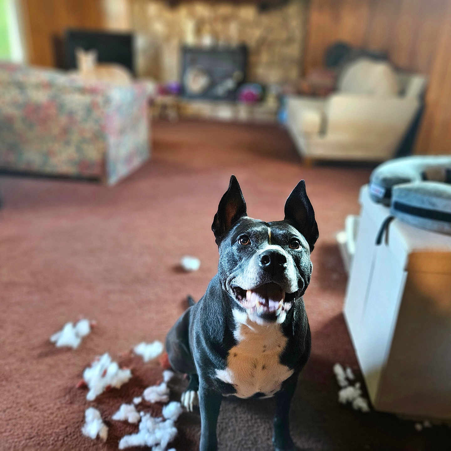 Aingeal is registered to the contest to win money with this photo: animal, architecture, ball, baseball, baseballball, bird, bostonbull, building, bulldog, canine, dog, frenchbulldog, furniture, indoors, interiordesign, livingroom, pet, puppy, room, sport