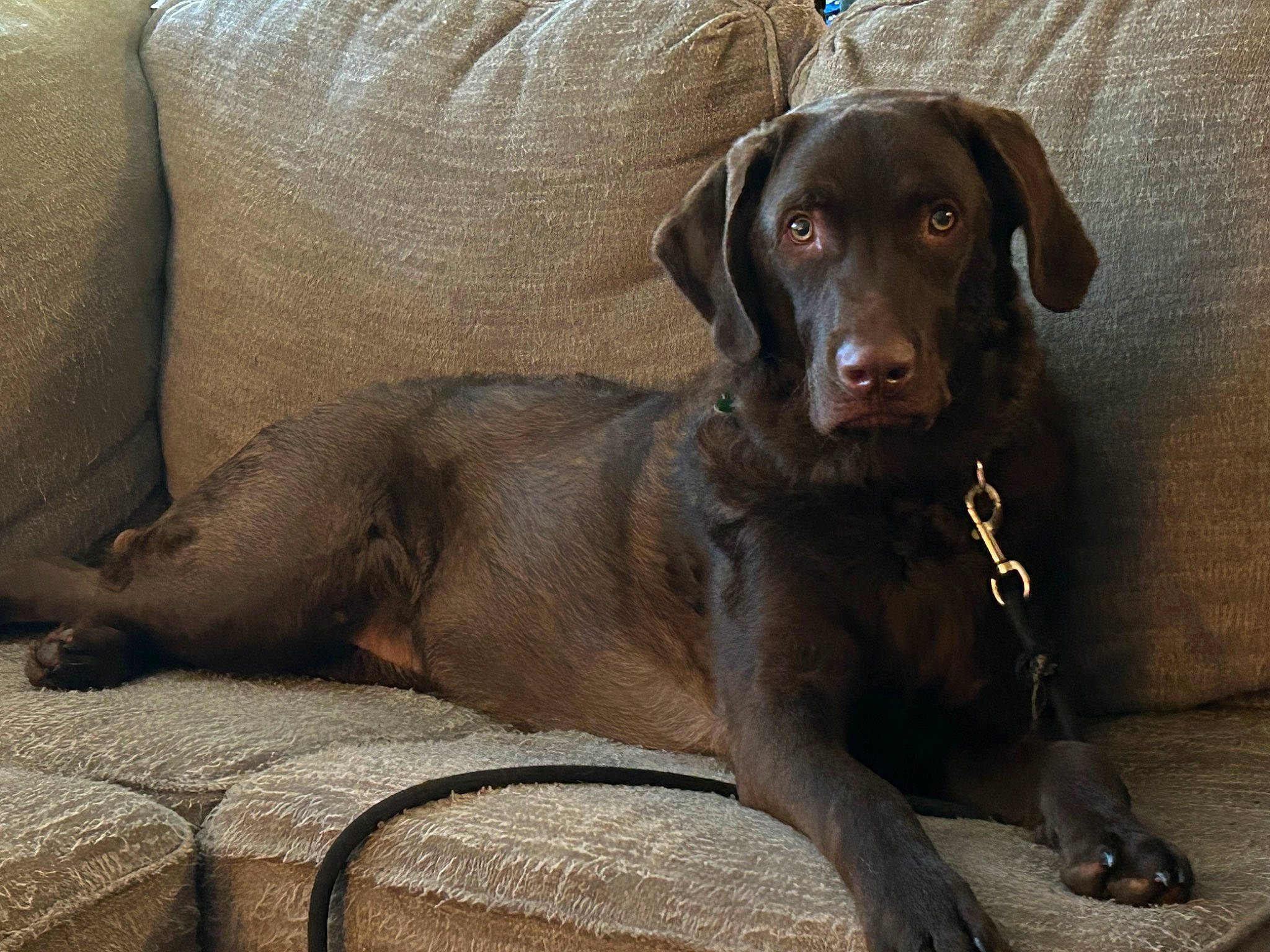 Bailey Dakota Bearpaw