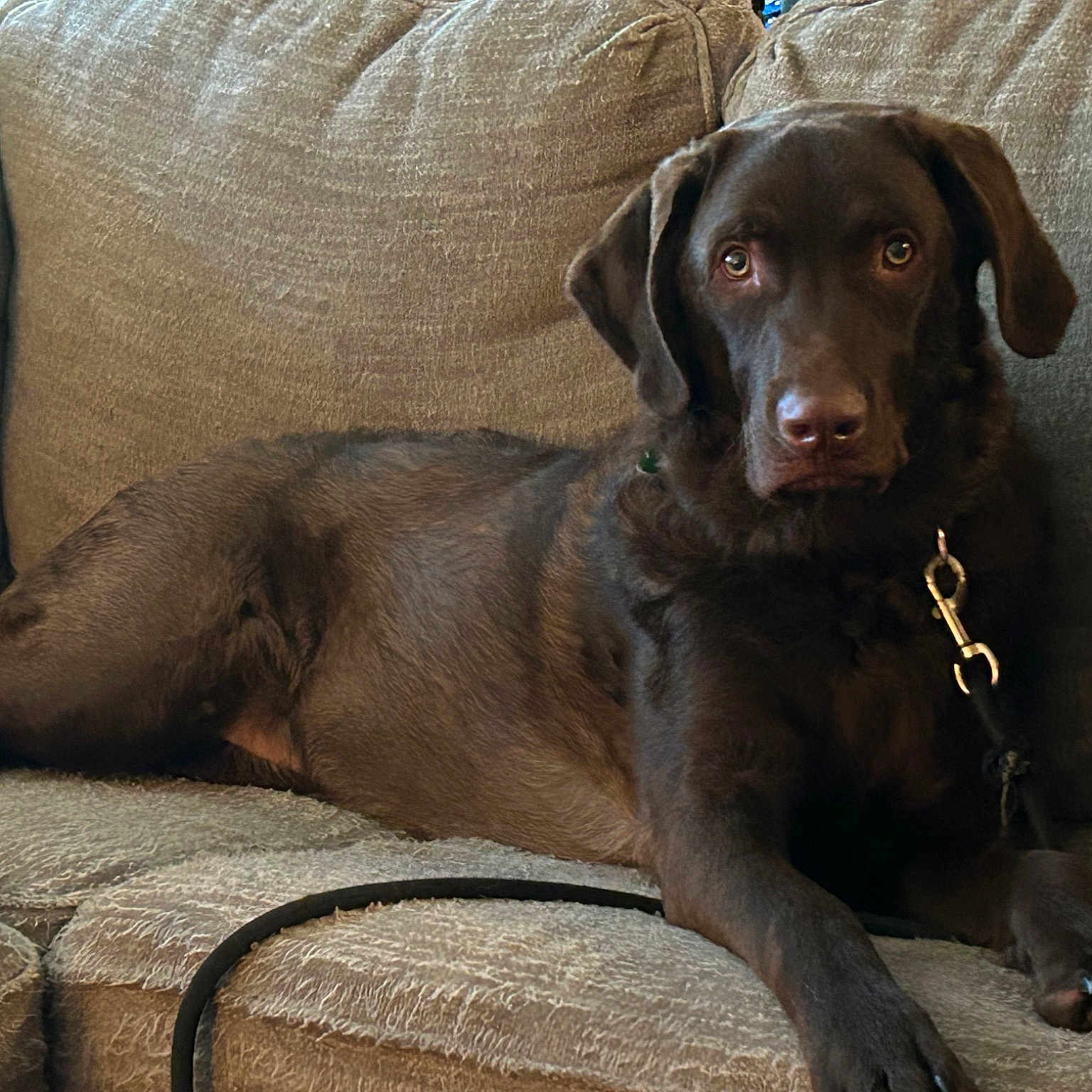 Bailey Dakota Bearpaw