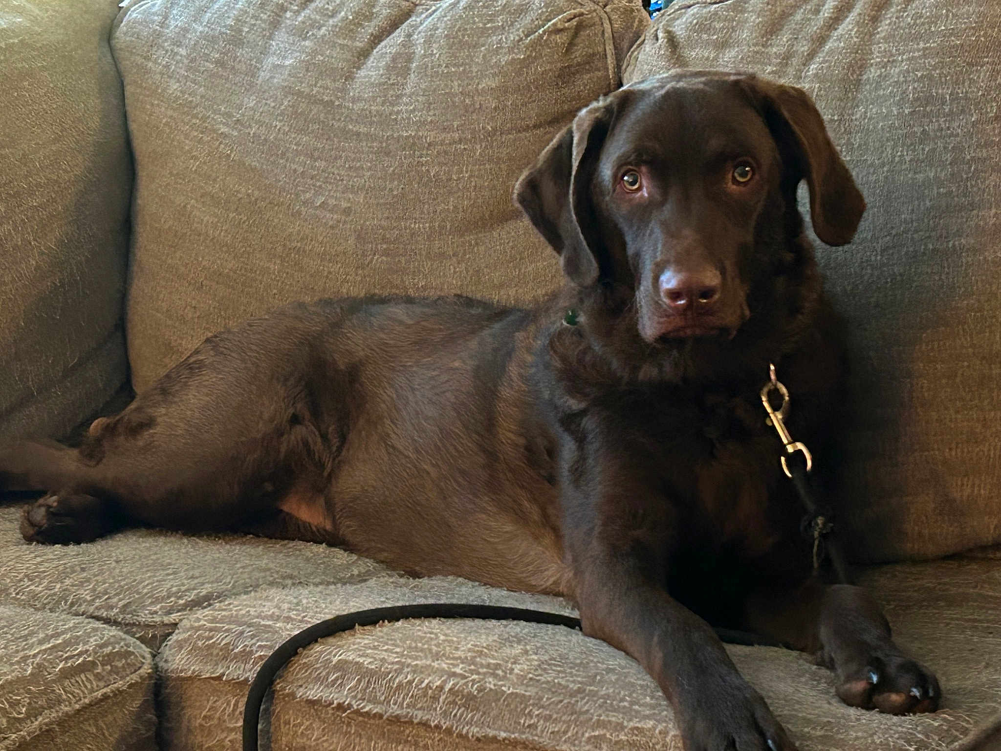 Bailey Dakota Bearpaw