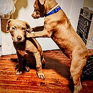 Oryion is registered to the contest to win money with this photo: animal, brown_dog, canine, collar, companionship, cute, dog, domestic, ears, floor, fur, household, indoor, interaction, pet, playful, puppy, two_dogs, wooden_floor, young_dog