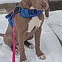 Oryion is registered to the contest to win money with this photo: animal, blue_harness, brown_dog, canine, concrete, dog, ears, fur, leash, outdoor, paws, pet, pink_leash, quiet, sitting, snout, snow, steps, white_chest, winter