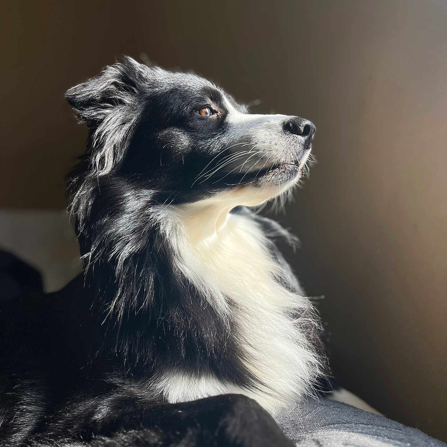 Poptart joined the competition — help win amazing prizes! animal, canine, cockerspaniel, collie, couch, dog, eskimodog, face, furniture, head, papillon, person, pet, photography, portrait, puppy, snout, terrier