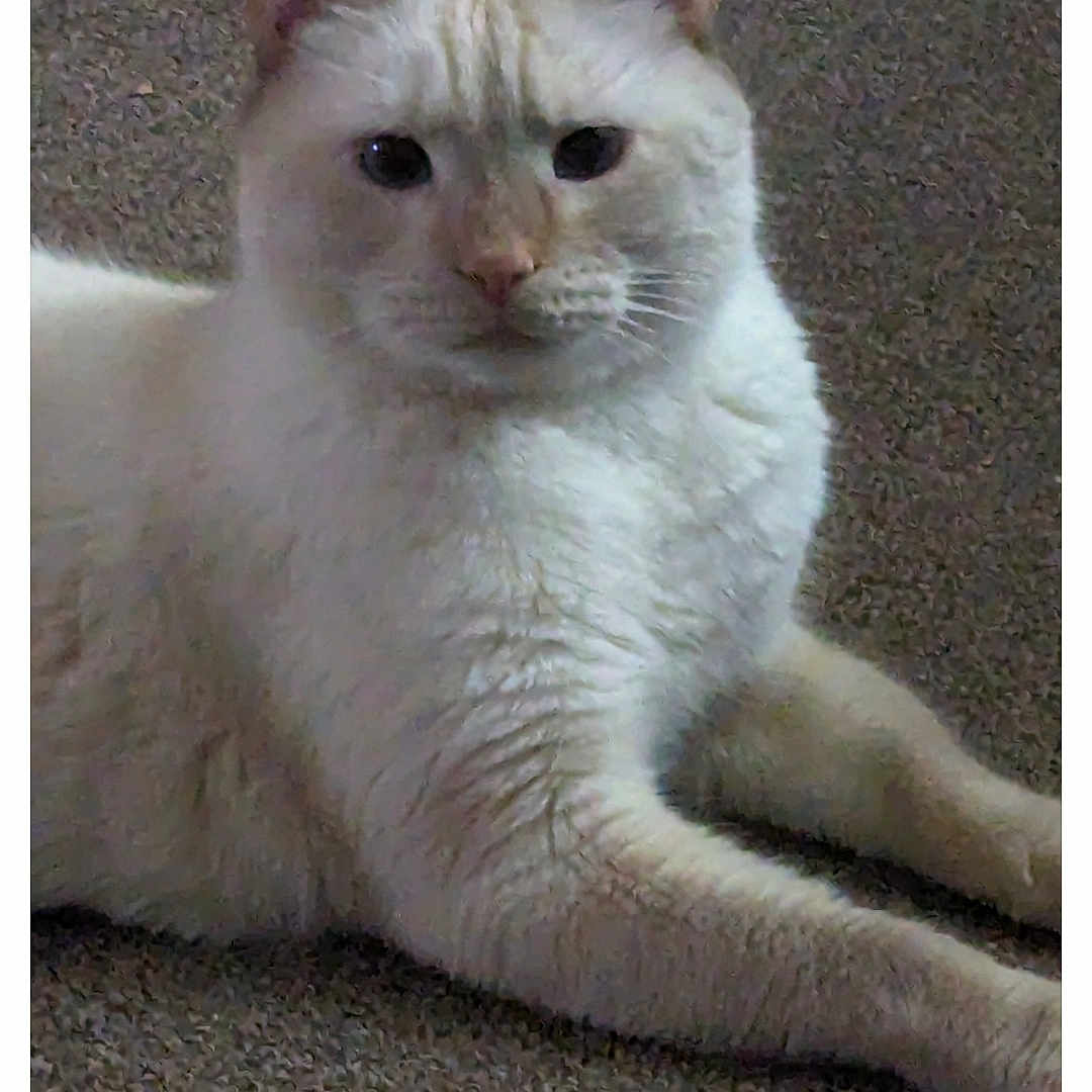 Cosmo joined the competition — help win amazing prizes! animal, carpet, cat, close_up, cream_colored, domestic_animal, ears, face, feline, four_legs, fur, indoor, looking_at_camera, lying_down, mammal, pet, quiet, relaxed, resting, whiskers