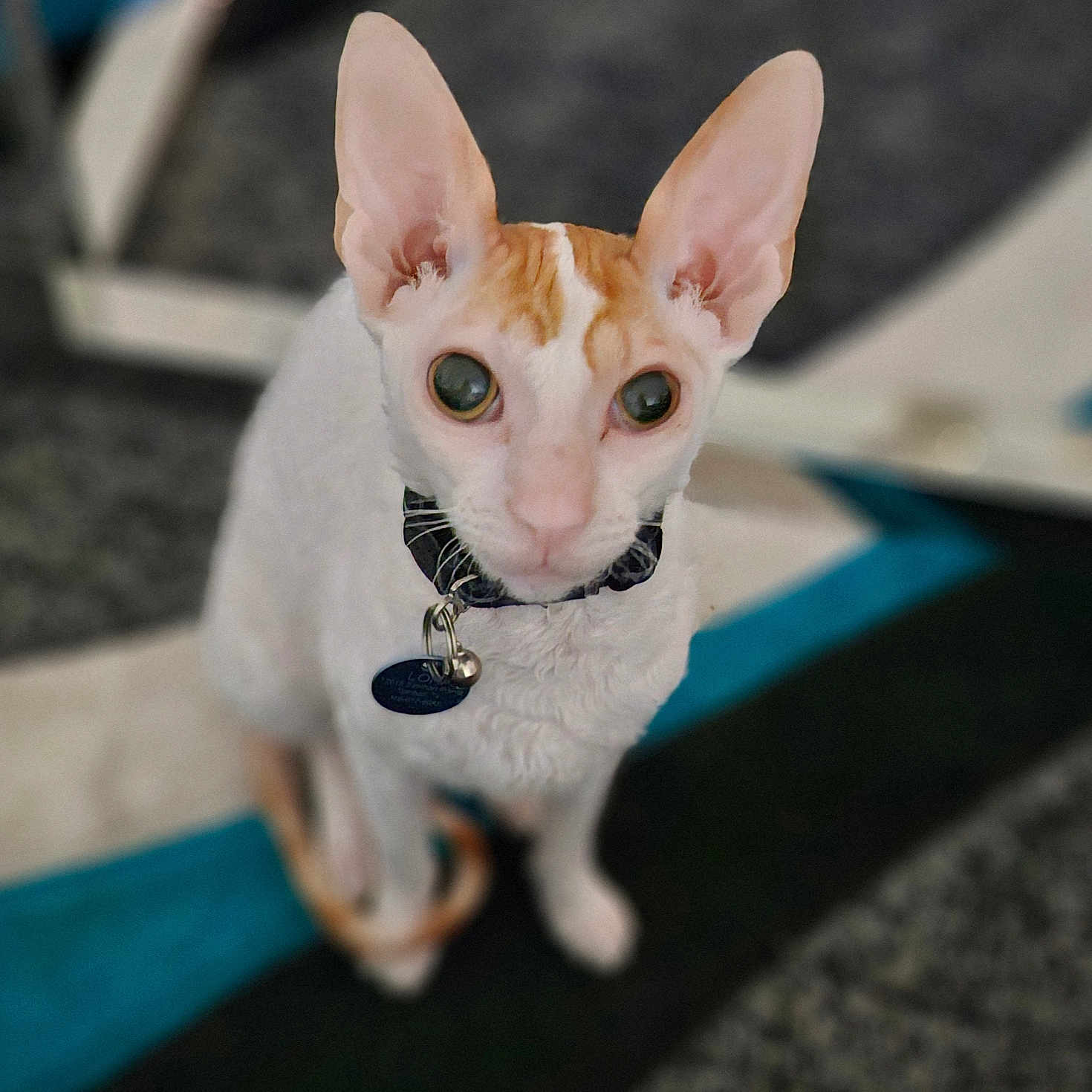 Loki is registered to the contest to win money with this photo: abyssinian, accessories, animal, canine, cat, chihuahua, collar, dog, egyptiancat, formalwear, hound, jewelry, kitten, leash, manx, necklace, pet, siamese, strap, tie