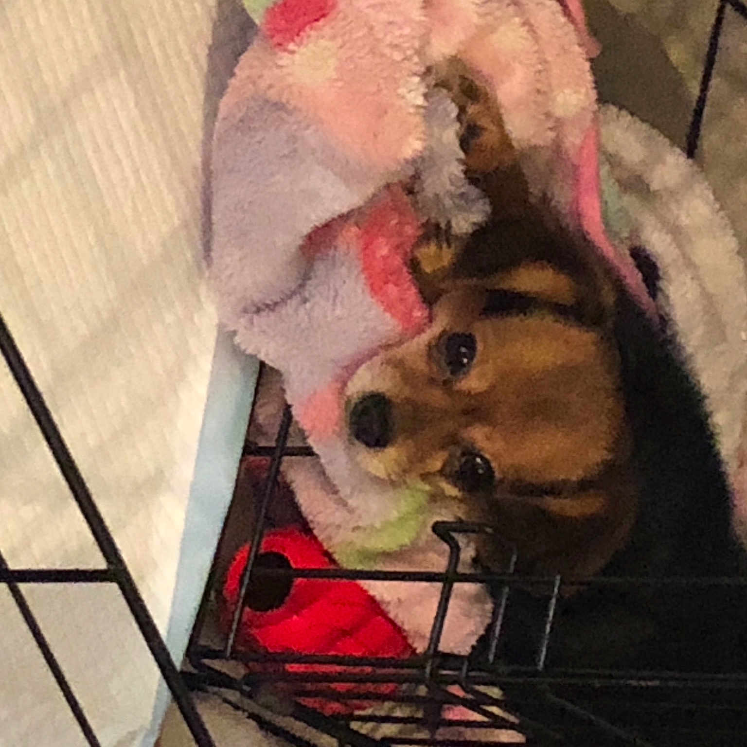Minnie Mae is registered to the contest to win money with this photo: animal_shelter, art, beard, canidae, carnivore, companion_dog, dog, dog_breed, dog_crate, dog_supply, flesh, flooring, fun, fur, metal, pet_supply, snout, sporting_group, visual_arts, working_animal