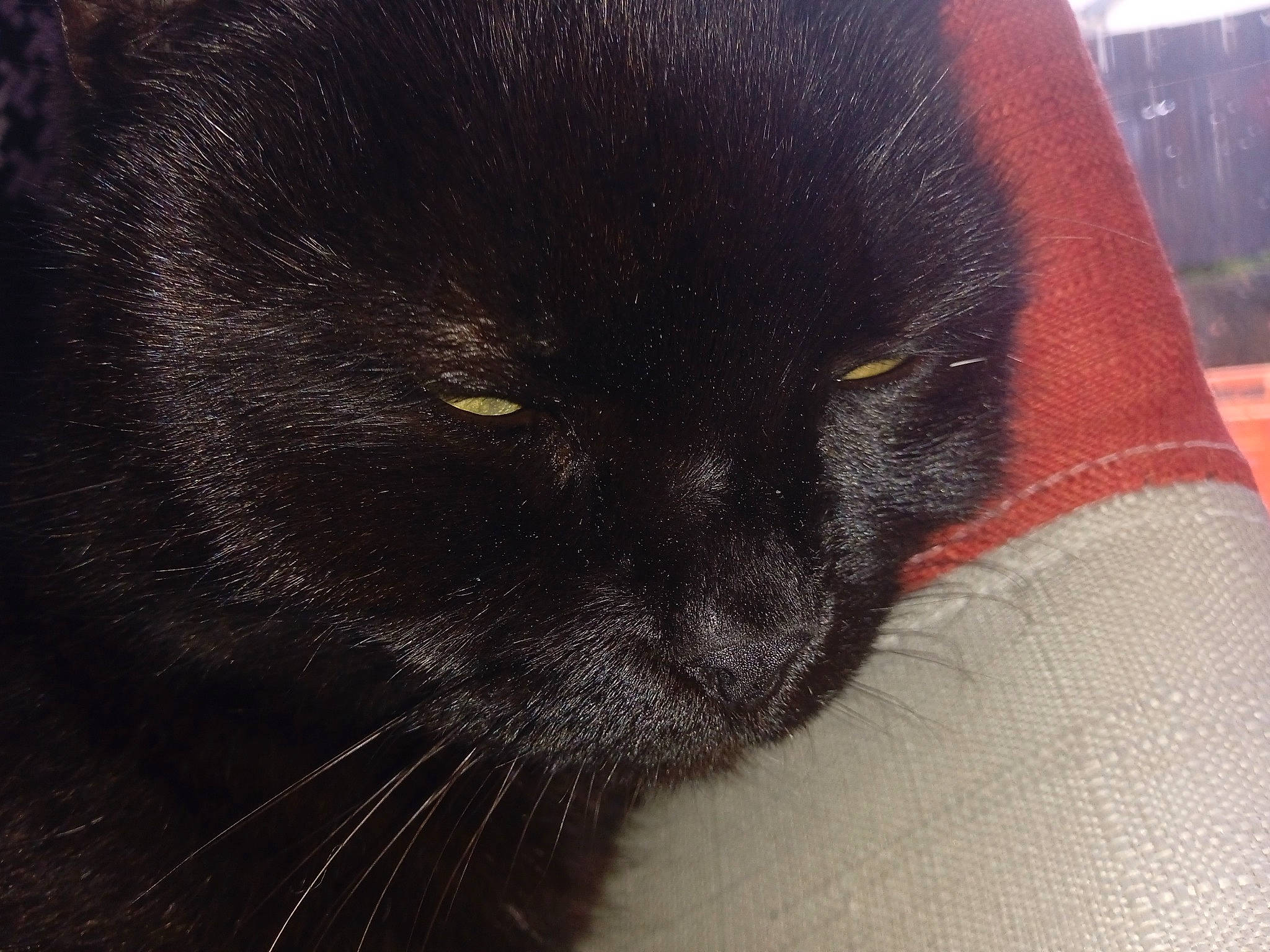 Poupouille participe au concours pour gagner de l'argent avec cette photo : black_cat, bombay, carnivore, cat, claw, dog_breed, domestic_short_haired_cat, felidae, fur, small_to_medium_sized_cats, terrestrial_animal, whiskers, working_animal