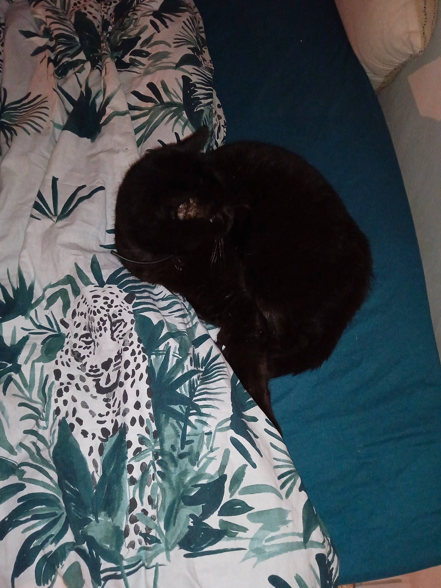 Poupouille participe au concours pour gagner de l'argent avec cette photo : bedding, carnivore, cat, comfort, electric_blue, felidae, fur, grey, linens, monochrome_photography, pattern, room, sleeve, small_to_medium_sized_cats, t_shirt, tail, terrestrial_animal, textile, top, whiskers