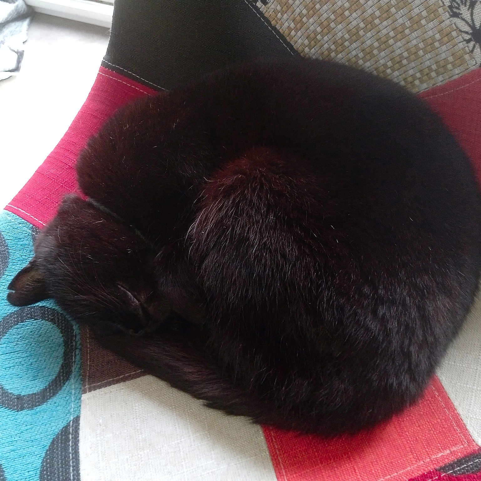 Poupouille participe au concours pour gagner de l'argent avec cette photo : black_cat, carmine, carnivore, cat, cat_supply, comfort, costume_hat, fashion_accessory, felidae, flooring, fur, hat, liver, magenta, pattern, red, small_to_medium_sized_cats, snout, tail, whiskers