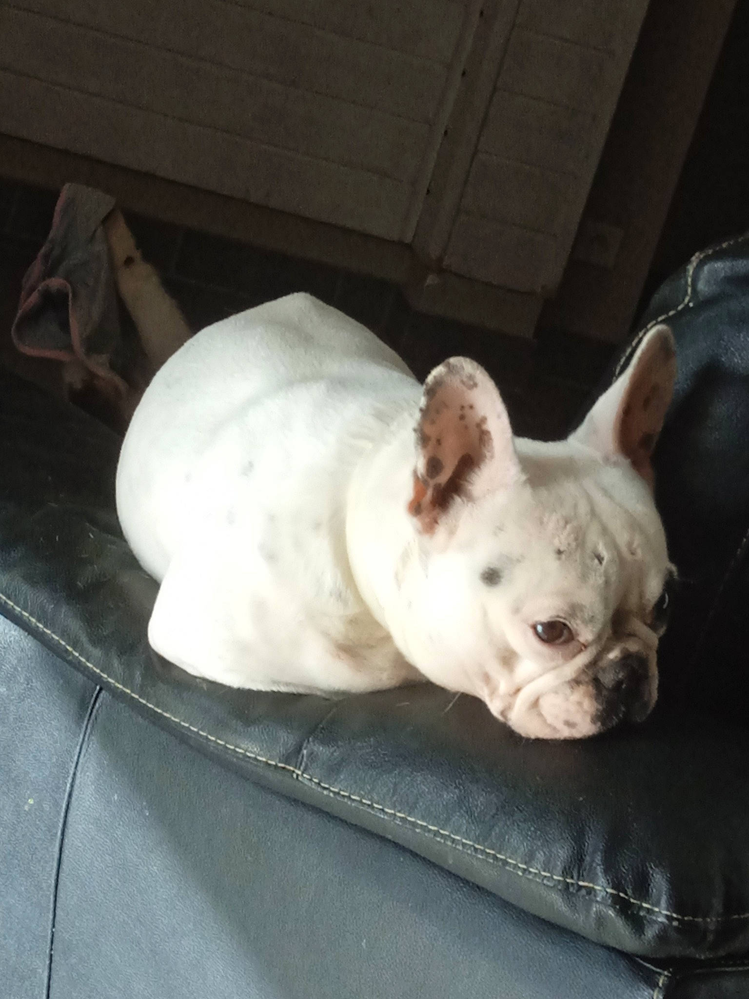 Blanche participe au concours pour gagner de l'argent avec cette photo : bulldog, canidae, carnivore, comfort, companion_dog, dog, dog_breed, ear, fawn, fur, non_sporting_group, snout, sporting_group, terrestrial_animal, toy_dog, whiskers, working_animal, wrinkle