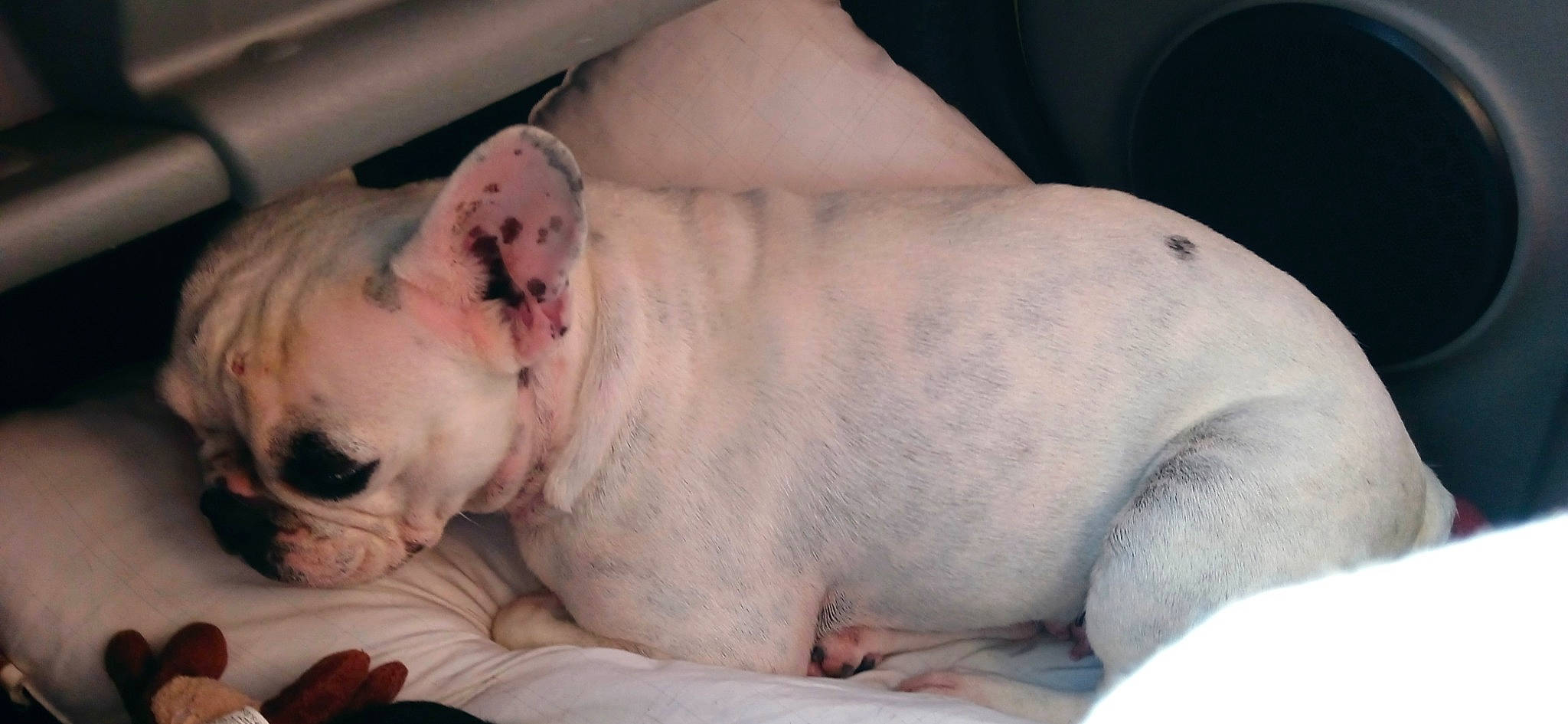 Blanche a rejoint le concours — aidez-le/la à gagner de superbes lots ! bulldog, canidae, carnivore, comfort, companion_dog, dog, dog_breed, fawn, flesh, fur, non_sporting_group, snout, sporting_group, terrestrial_animal, toy_dog, whiskers, white_english_bulldog, wrinkle