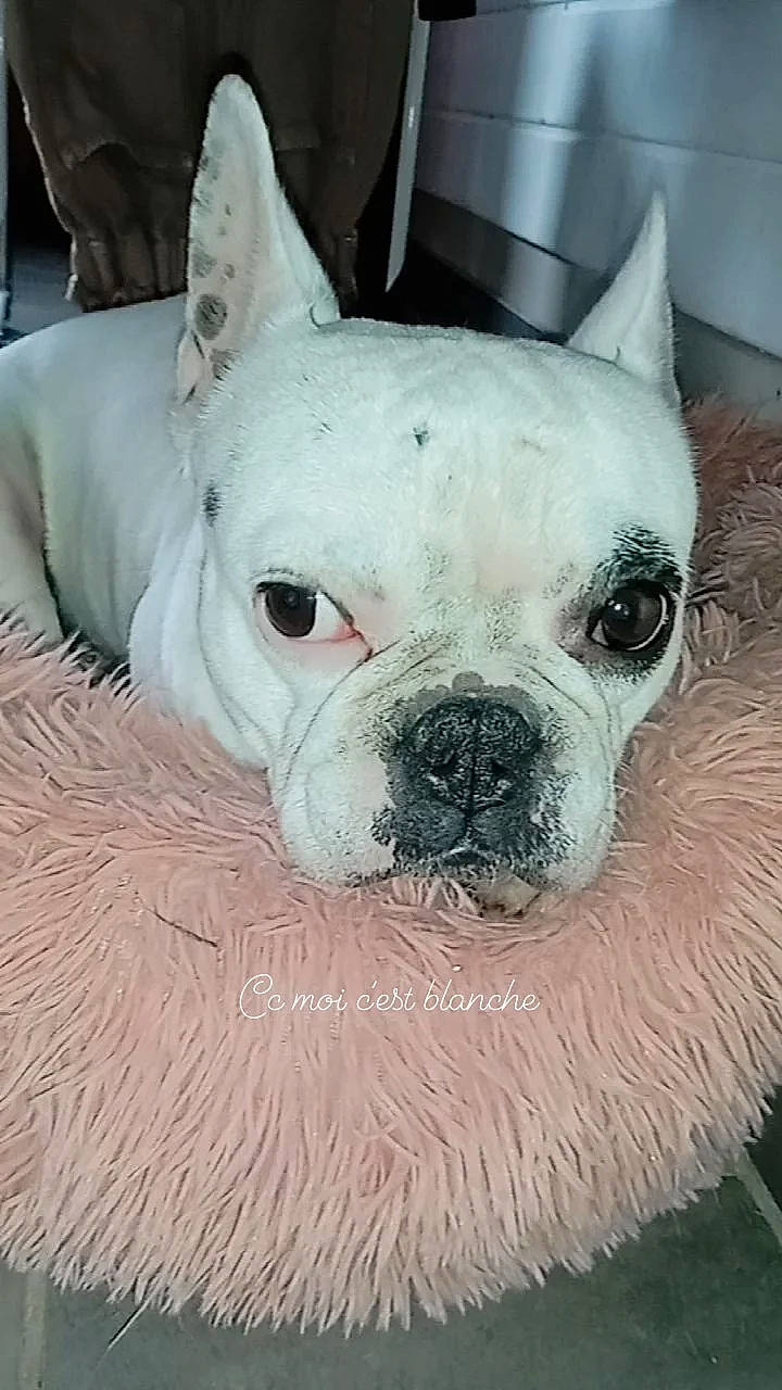 Blanche a rejoint le concours — aidez-le/la à gagner de superbes lots ! art, bulldog, canidae, carnivore, comfort, companion_dog, dog, dog_breed, ear, fawn, molosser, non_sporting_group, old_english_bulldog, snout, sporting_group, terrestrial_animal, toy_dog, whiskers, working_animal, wrinkle