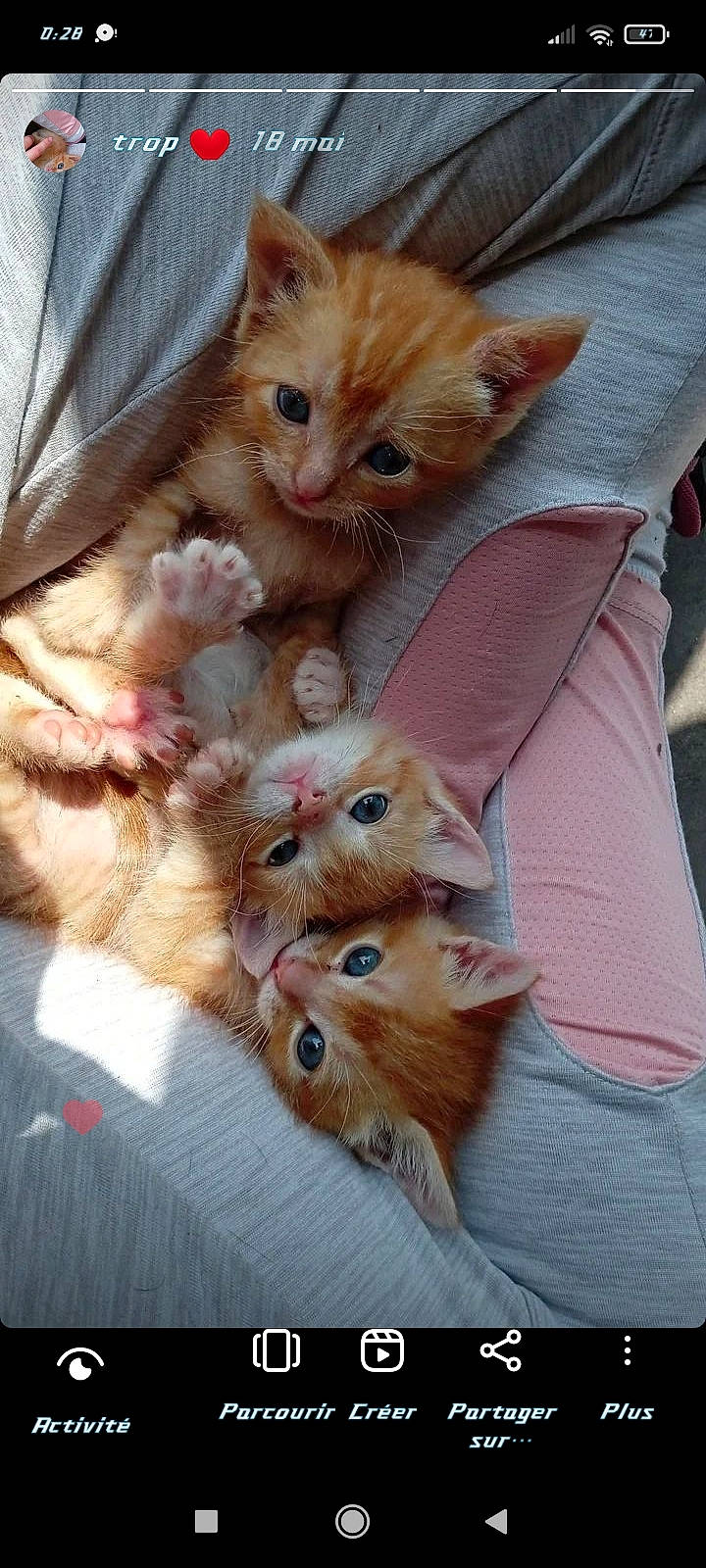 Simba Et Caline Et Prince