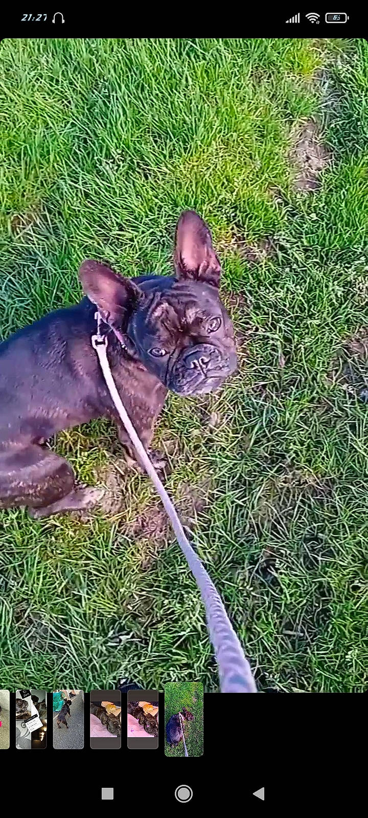 Tikie a rejoint le concours — aidez-le/la à gagner de superbes lots ! black_cat, canidae, carnivore, cat, collar, dog_breed, domestic_short_haired_cat, eye, fawn, felidae, grass, lawn, plant, small_to_medium_sized_cats, snout, sporting_group, tail, terrestrial_animal, whiskers, working_animal