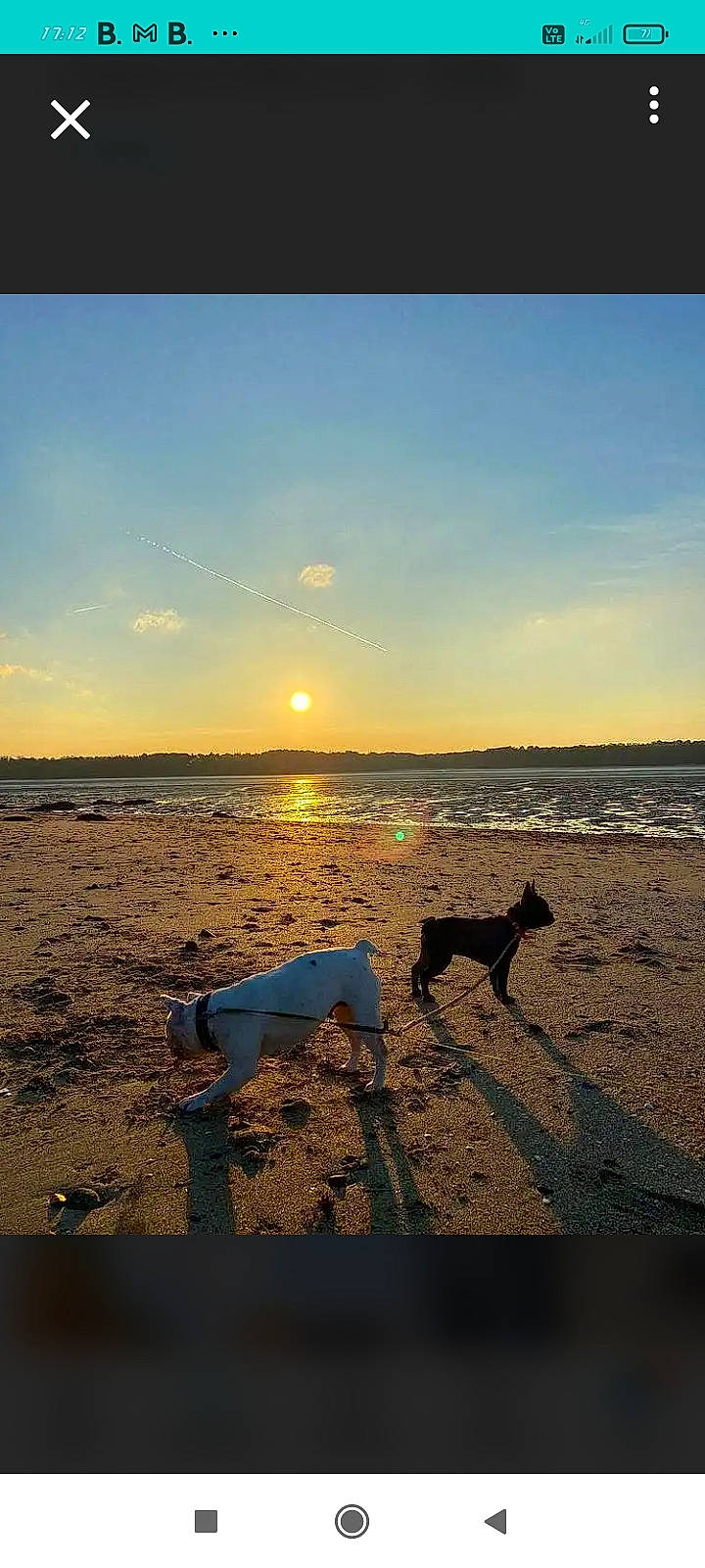 Tikie a rejoint le concours — aidez-le/la à gagner de superbes lots ! afterglow, beach, calm, carnivore, cloud, dog, dog_breed, dusk, horizon, landscape, people_in_nature, shore, sky, sunrise, sunset, tints_and_shades, tree, water, wind_wave, wood