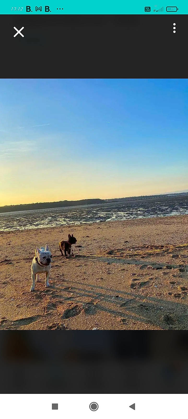 Tikie a rejoint le concours — aidez-le/la à gagner de superbes lots ! aeolian_landform, beach, carnivore, cloud, dog, grassland, happy, horizon, landscape, natural_landscape, people_in_nature, plain, sky, soil, tints_and_shades, tree, wildlife, wind_wave, wood, working_animal