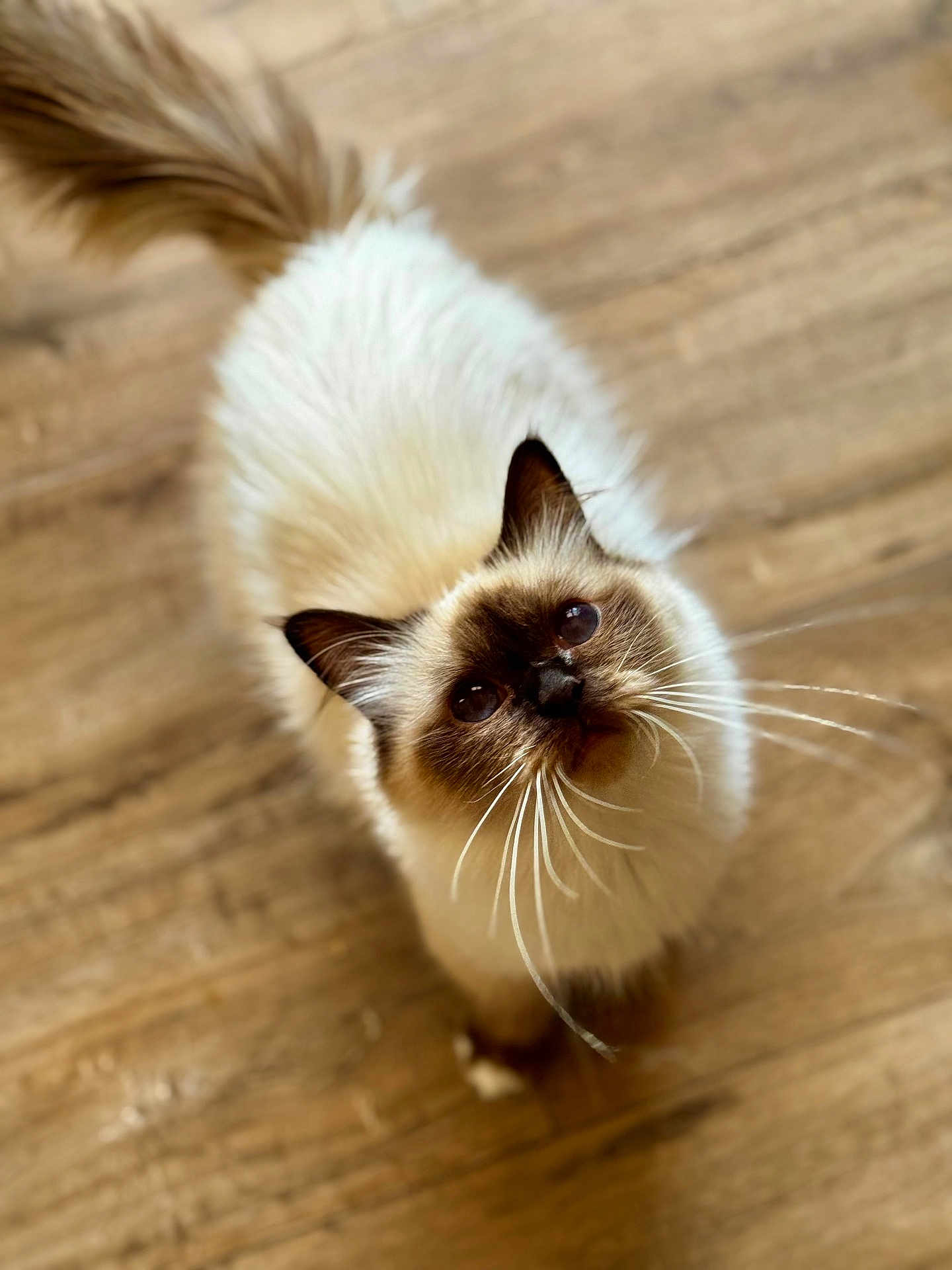 Crevette a rejoint le concours — aidez-le/la à gagner de superbes lots ! cat, fluffy, long_whiskers, wooden_floor, curious, brown, white, pet, indoor, feline, adorable, close_up, looking_up, tail, whiskers, animal, domestic, cute, soft_focus, portrait