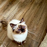 Crevette a rejoint le concours — aidez-le/la à gagner de superbes lots ! cat, blue_eyes, fluffy, curious, looking_up, indoor, wooden_floor, whiskers, pet, mammal, feline, domestic_animal, fur, ear, tail, closeup, cozy, texture, natural_light, flooring